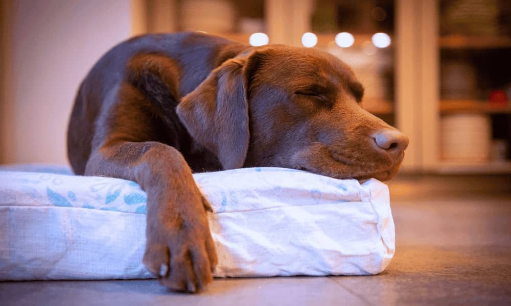 Perro Feliz y Relajado