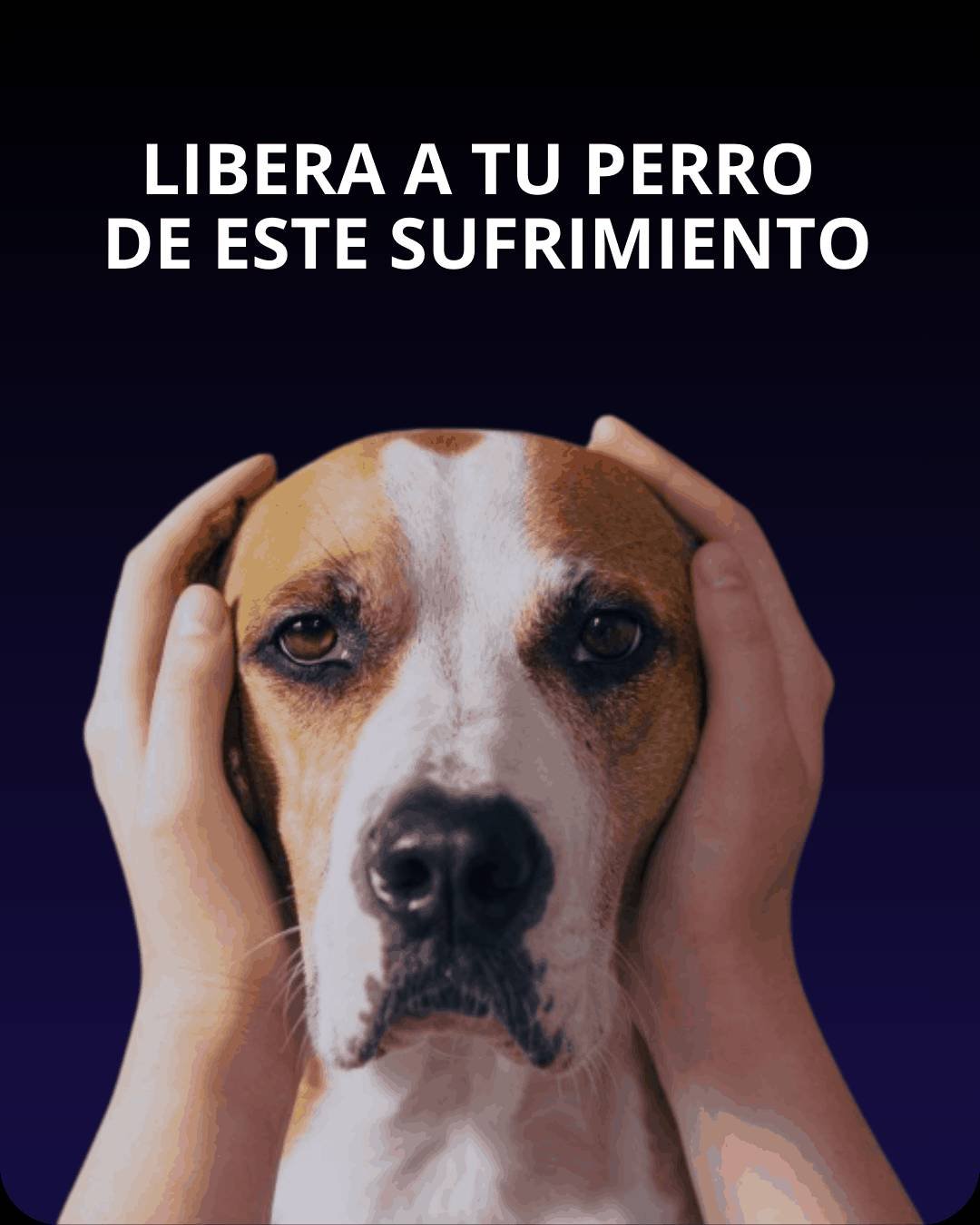 Perro en sufrimiento con ruido